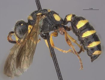 Media type: image;   Entomology 13780 Aspect: habitus lateral view